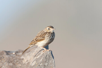 Berthelot's Pipit, Anthus berthelotii madeirensis