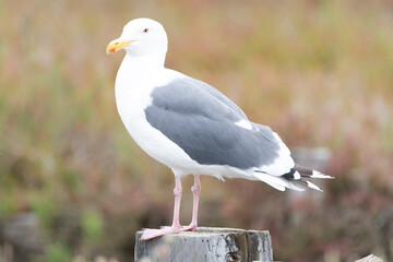 Western Gull, Larus occidentalis