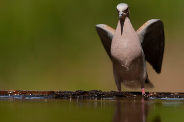 European Turtle Dove, Streptopelia turtur