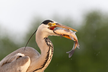 Grey Heron, Ardea cinerea