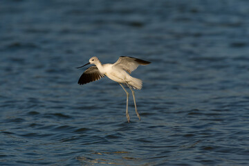 American Avocet, Recurvirostra americana