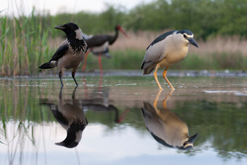 Black-crowned Night Heron, Nycticorax nycticorax