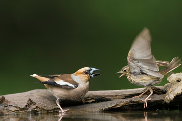 Hawfinch, Coccothraustes coccothraustes