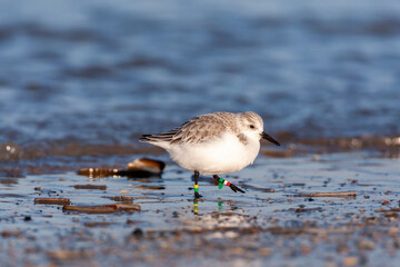 Sanderling, Calidris alba