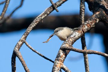 Pygmy Nuthatch, Sitta pygmaea