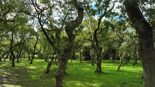 Ancient Trees With Twisted Trunks In Carballeira Municipal de Baio Hiking In Spain.