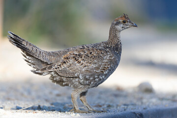 Sooty Grouse, Dendragapus fuliginosus