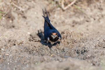 Barn Swallow, Hirundo rustica