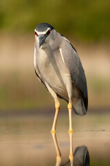 Black-crowned Night Heron, Nycticorax nycticorax