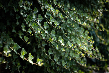 Obraz premium A wall of common ivy. Ivy grows on the wall. Ivy texture in dark romantic tones. Ivy leaves background european ivy, english ivy or ivy Hedera helix