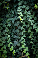 A wall of common ivy. Ivy grows on the wall. Ivy texture in dark romantic tones. Ivy leaves...