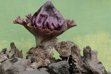 A number of brown quail are hunting for termites on a rotting tree trunk covered with flowering stink lilies (Amorphophallus paeoniifoliusis). This grain-eating bird has the scientific name Coturnix c