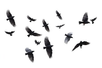 Fototapeta premium Set of photographs of flocks of flying birds, white background, many, many sizes,Generative AI