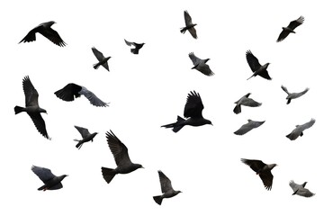 Set of photographs of flocks of flying birds, white background, many, many sizes,Generative AI
