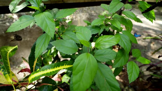 Blue Morpho Butterflies flying around pen lands on plant