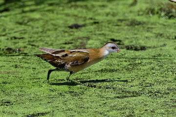 Kleines Sumpfhuhn, Kleinsumpfhuhn - Weibchen // Little crake - female (Zapornia parva / Porzana...