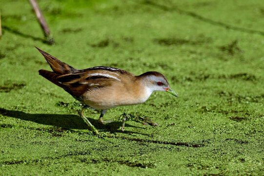 Little crake - female // Kleines Sumpfhuhn, Kleinsumpfhuhn - Weibchen (Zapornia parva / Porzana parva)