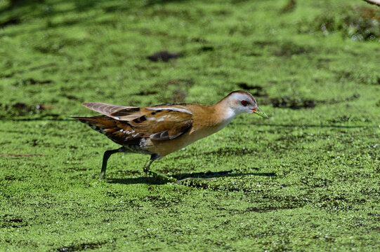 Kleines Sumpfhuhn, Kleinsumpfhuhn - Weibchen // Little crake - female (Zapornia parva / Porzana parva)