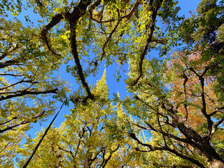 黄葉する東京都心の銀杏並木