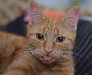 Pies, kot, zwierzęta, Beagel © Aneta