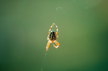 Pies, kot, zwierzęta, Beagel © Aneta