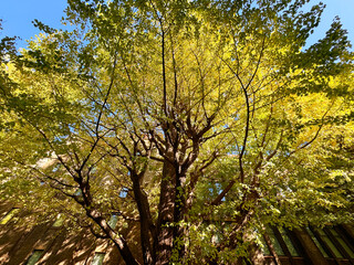 Obraz premium 黄葉する東京都心の銀杏並木