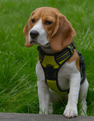 Pies, kot, zwierzęta, Beagel © Aneta