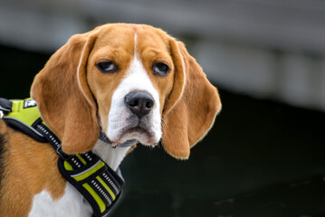 Pies, kot, zwierzęta, Beagel © Aneta