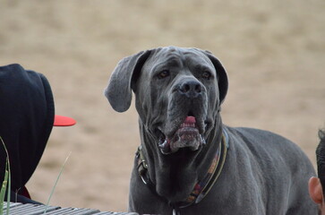 Pies, kot, zwierzęta, Beagel © Aneta