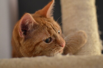 Pies, kot, zwierzęta, Beagel © Aneta