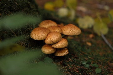Group of Shaggy Scalycap mushrooms. Scaly Pholiota squarrosa Fungus. View of gills and stems. Fall...