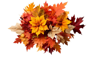 Rustic Autumn Arrangement On Transparent Background