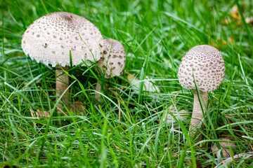 Macrolepiota procera, parasol mushroom among green grass, basidiomycete fungus with a large,...