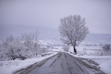 A lonely tree in the snowy glade. Minimalist winter landscape