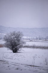 Obraz na płótnie Canvas A lonely tree in the snowy glade. Minimalist winter landscape
