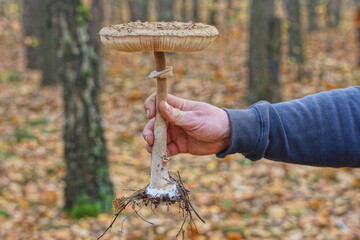 one large natural forest beautiful old brown edible mushroom fly agaric umbrella in a man's hand in the forest during the day