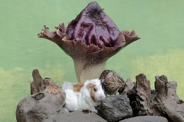 A guinea pig is hunting for termites in a rotten tree trunk overgrown with a stink lily. This rodent mammal has the scientific name Cavia porcellus.
