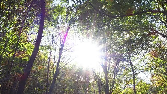 Beautiful trees with yellow leaves in autumn forest.