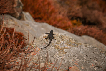 lizard on the rock