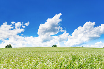 夏の北海道美瑛・富良野　広大なそば畑