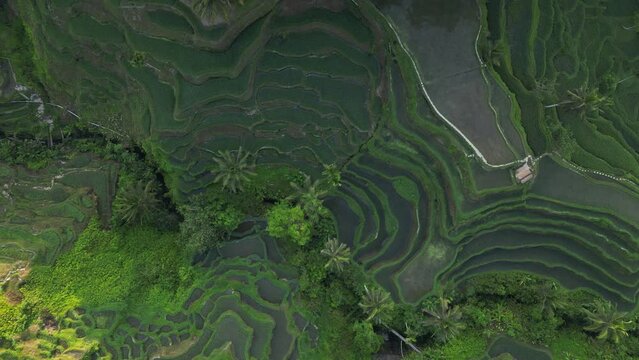 Aerial view of beautiful Tegallalang Rice Terrace surrounded by tropical forest in Gianyar, Bali, Indonesia. Balinese Rural scene, paddy terrace garden in a village with morning sunlight and mist.