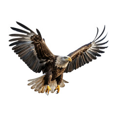 Obraz premium American bald eagle in flight on white background transparent background