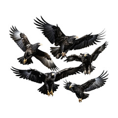 Obraz premium Flock of eagles isolated on white background transparent background
