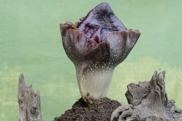 The beauty of the stink lily flower in full bloom. This plant with unpleasant-smelling flowers has the scientific name Amorphophallus paeoniifolius. - obrazy, fototapety, plakaty
