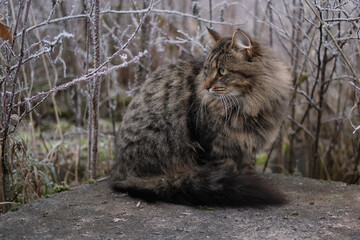 Naklejka na ściany i meble Cat sitting outdoors at winter time. Tabby fluffy cat is walking in a country. First snow. Snowing. Abandoned grey feline. Domestic animals on a cold day outside. Cat is looking around. Frost, icy