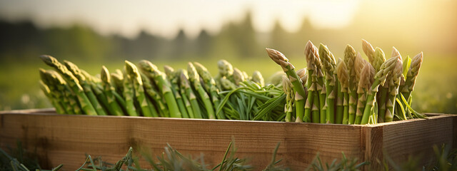 Organic asparagus in a wooden box on a field.Generative AI