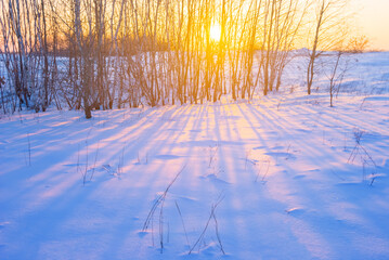 snowbound forest glade at the sunset,  quiet winter evening scene