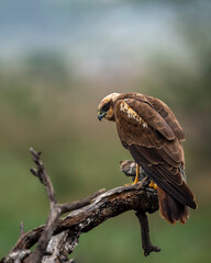 eurasian marsh harrier or Circus spilonotus portrait or closeup perched on tree with natural green background at keoladeo national park or bharatpur bird sanctuary rajasthan india asia
