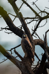 Crested Serpent Eagle or Spilornis cheela bird of prey closeup perched on tree with eye contact in safari winter migration at keoladeo national park bharatpur bird sanctuary rajasthan india asia
