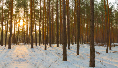 pine tree forest glade in light of low evening sun